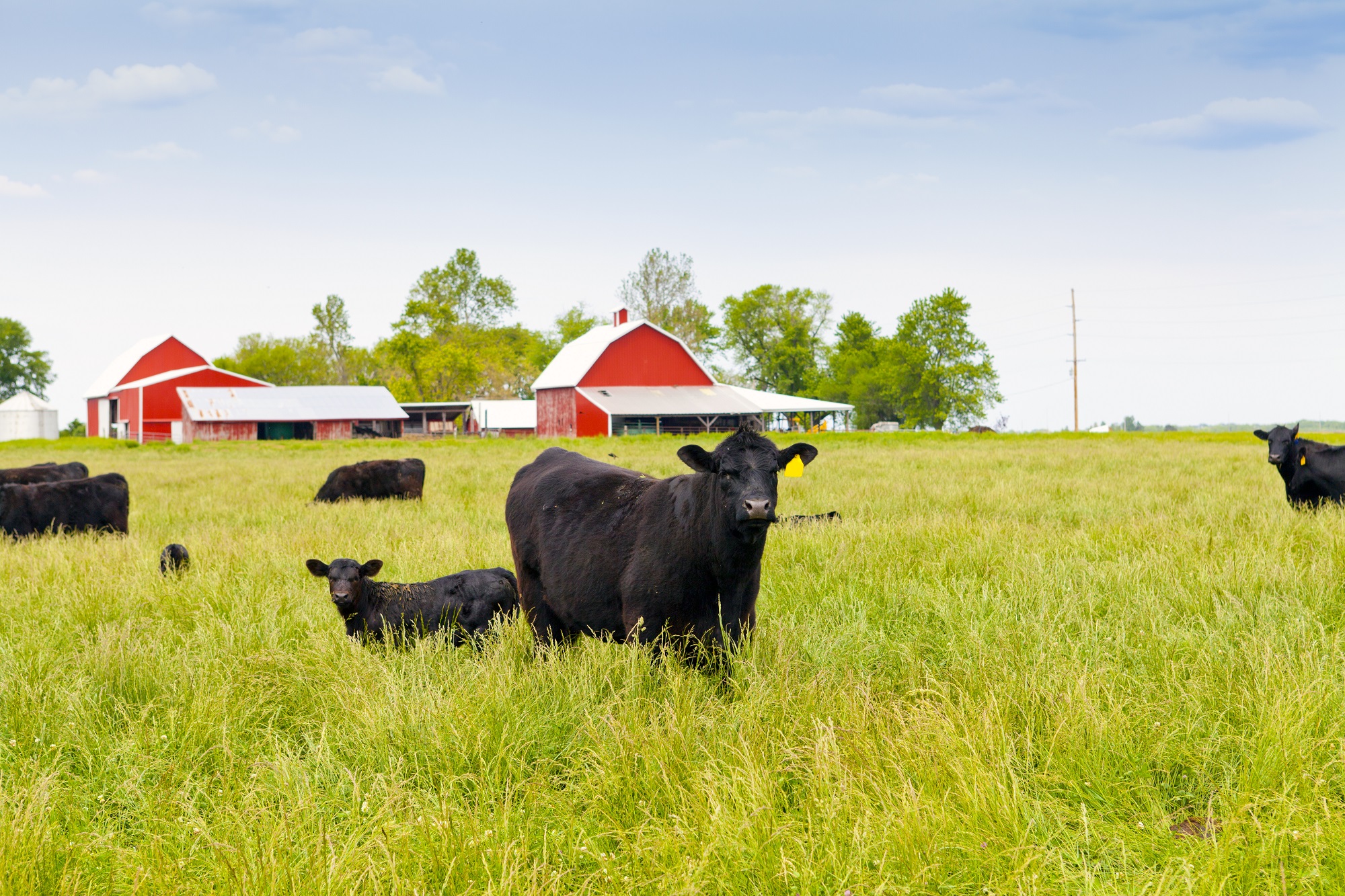 Discover Agriculture in Benton County: Minnesota Ranks 5th in the U.S. for Ag Production Photo