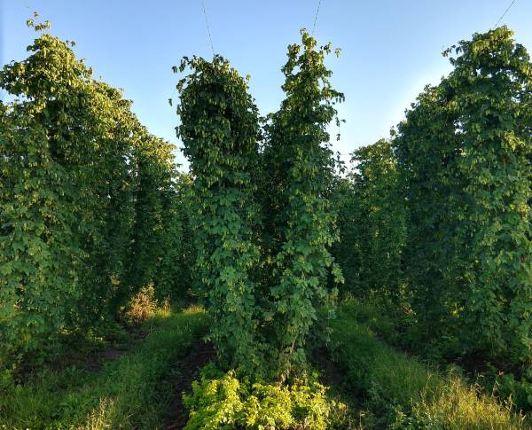 Minnesota's Craft Brewers Are Warming to Minnesota-Grown Hops Photo