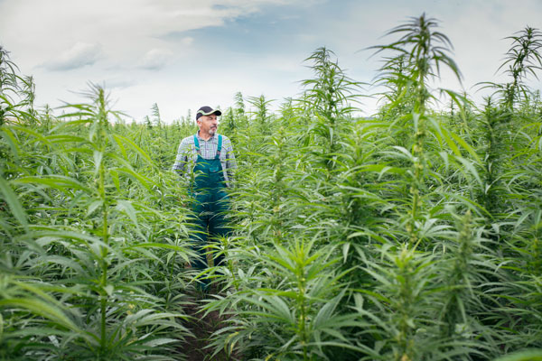 A Global Test to Explore the Benefits of Hemp Photo