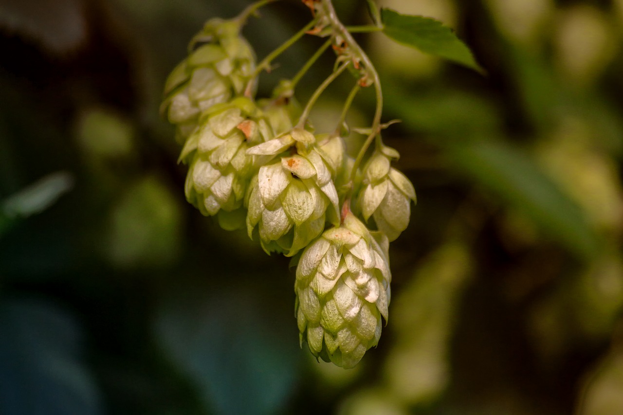 Minnesota Hops Take a Giant Leap Forward Photo